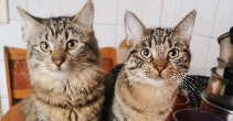 Pomoc dla kotów wolno żyjących i w domu tymczasowym. 